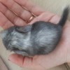 Клео